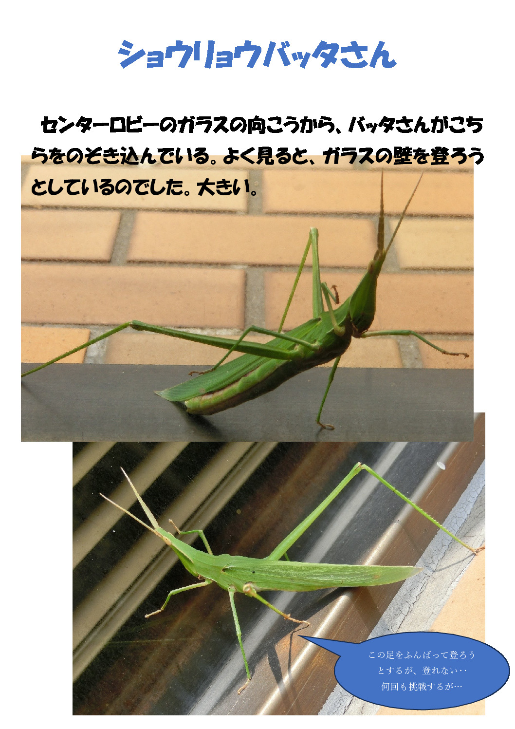ショウリョウバッタさんのサムネイル
