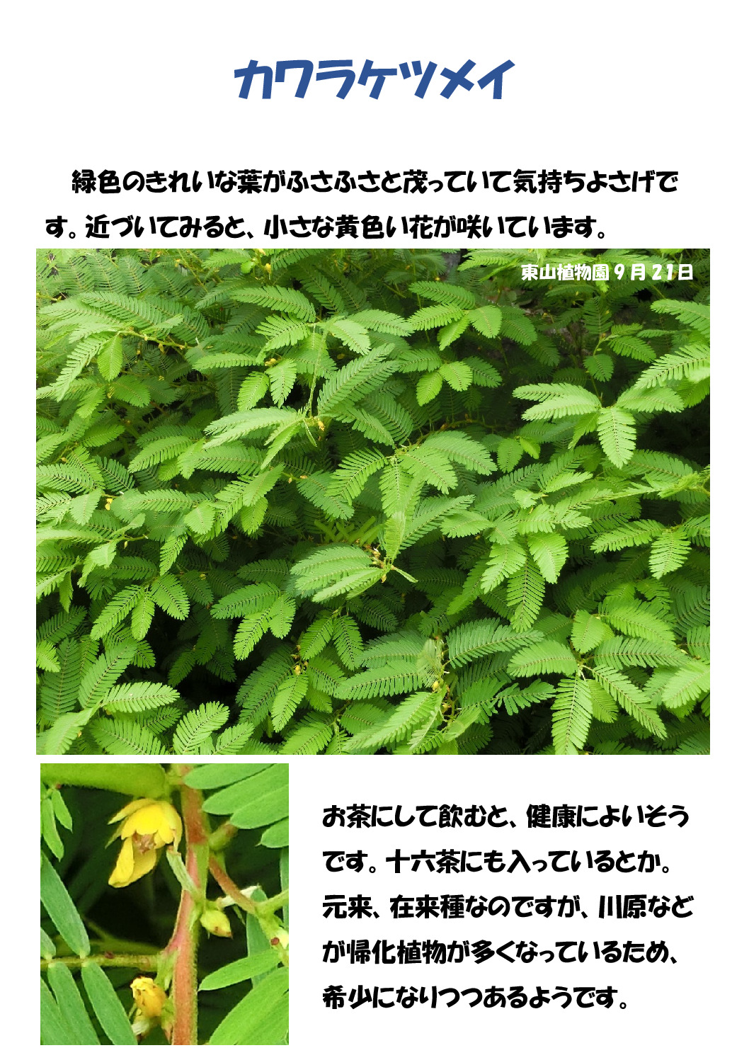カワラケツメイのサムネイル