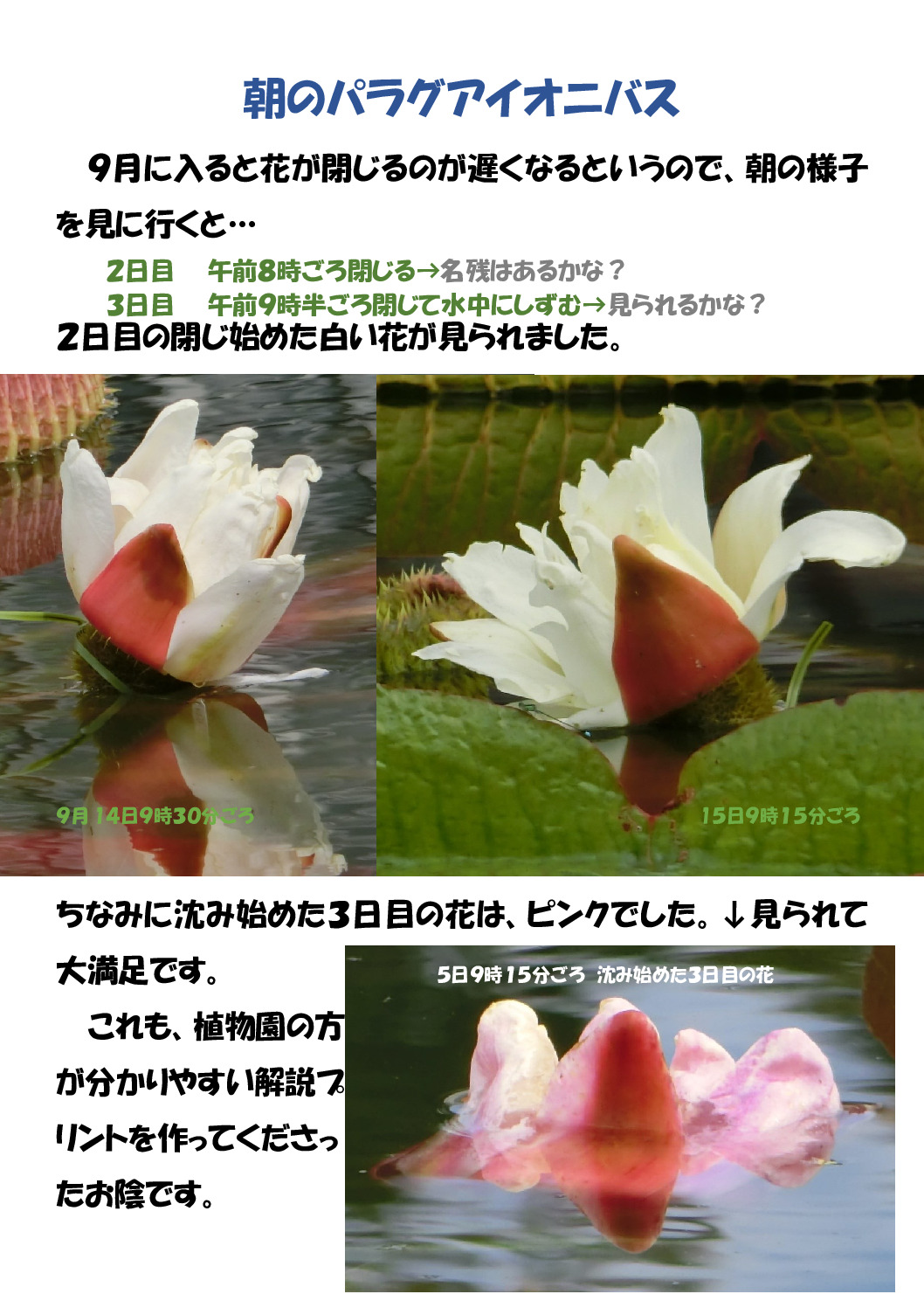 朝のパラグアイオオオニバスのサムネイル