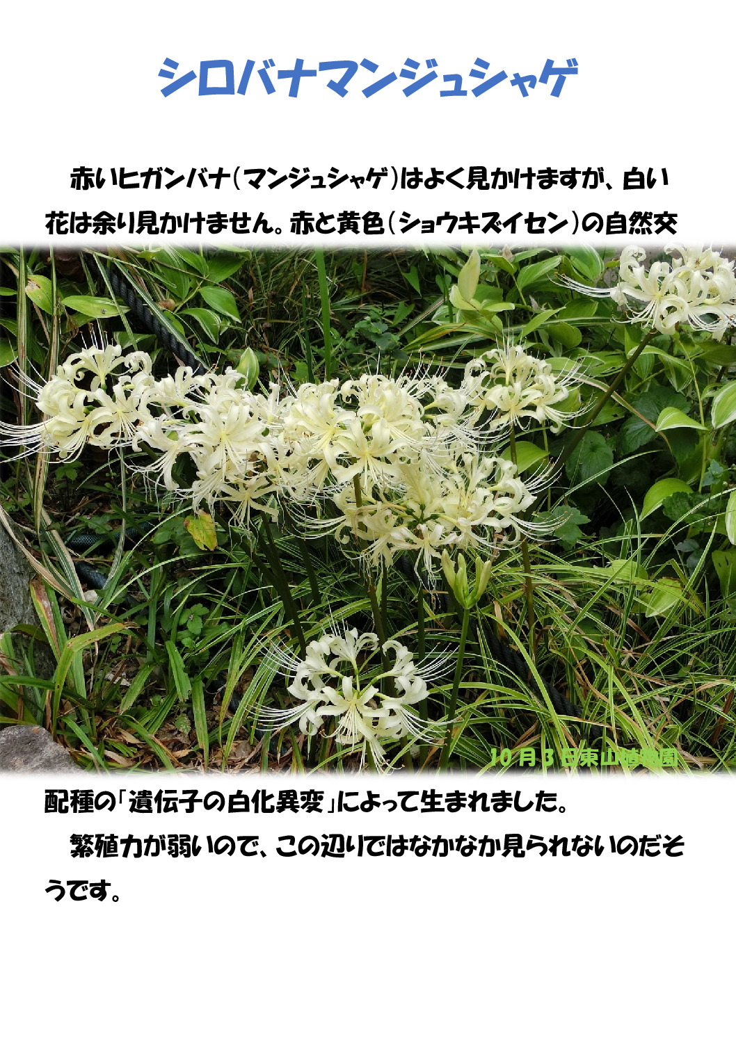 白花曼殊沙華のサムネイル