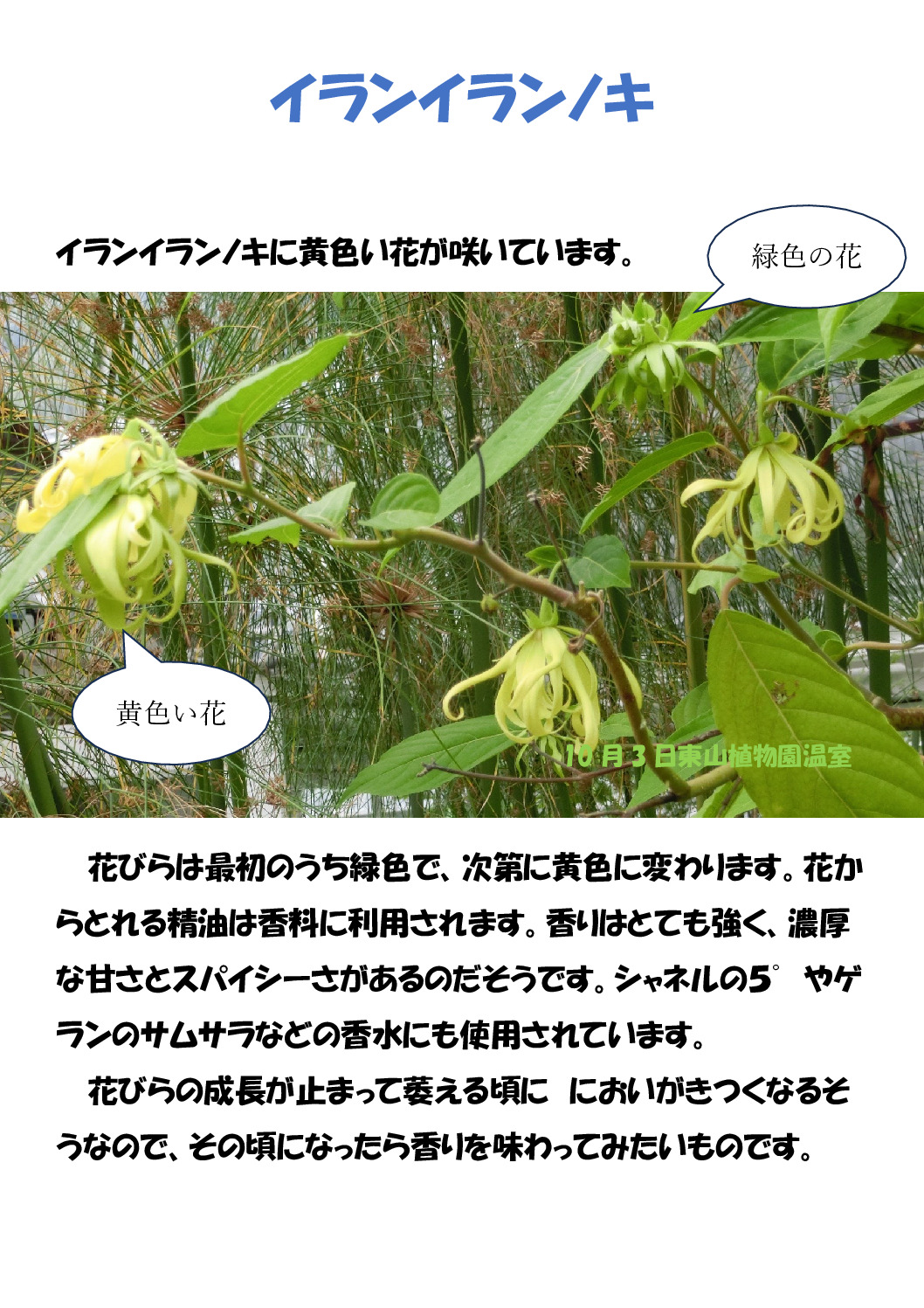 イランイランの木のサムネイル