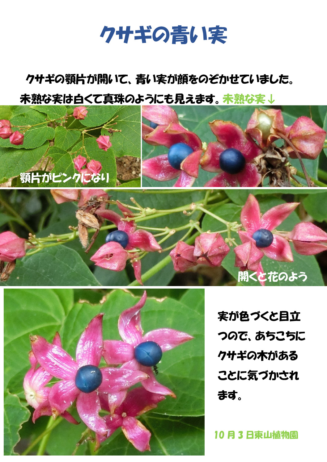 クサギの青い実のサムネイル
