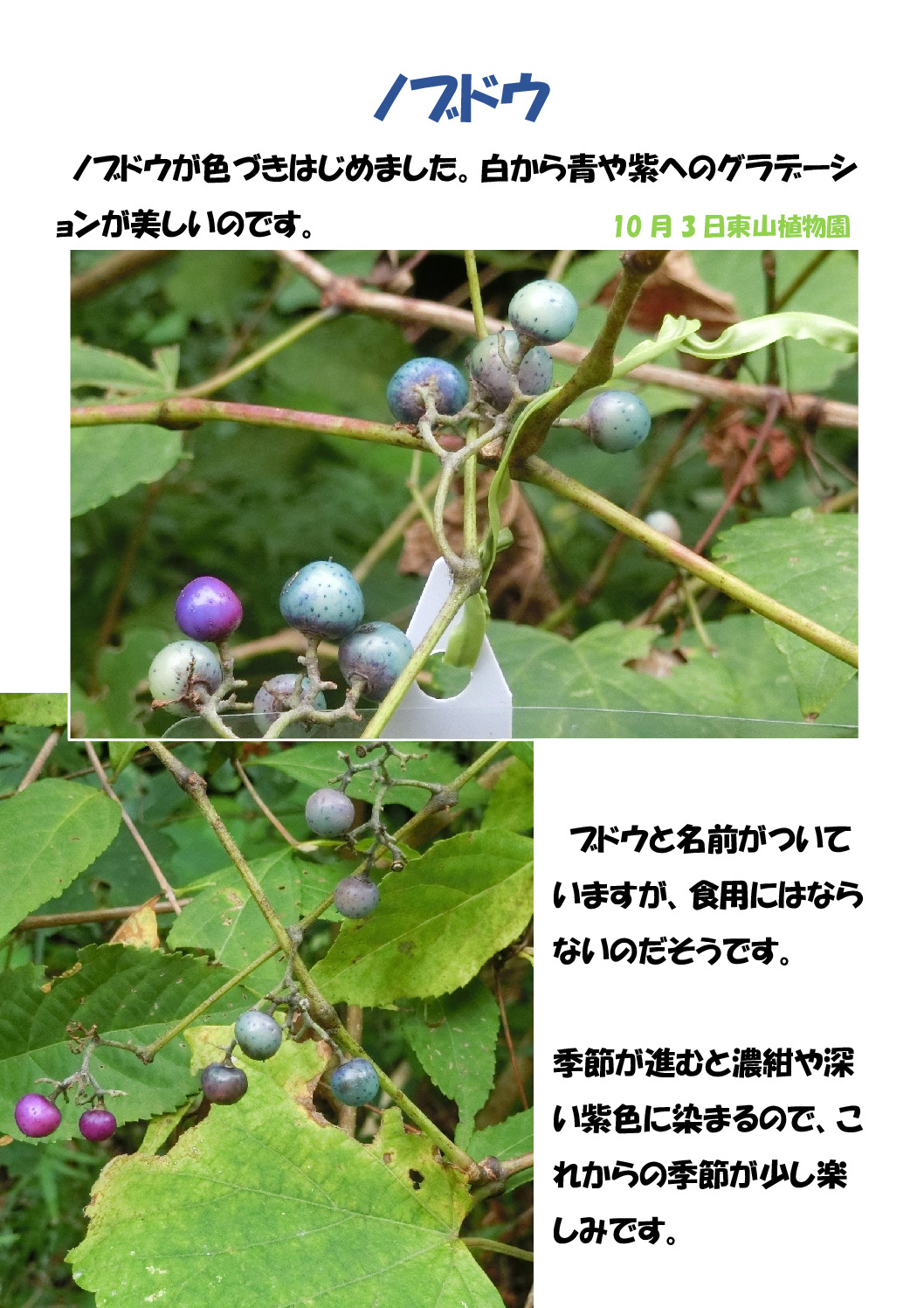 ノブドウのサムネイル