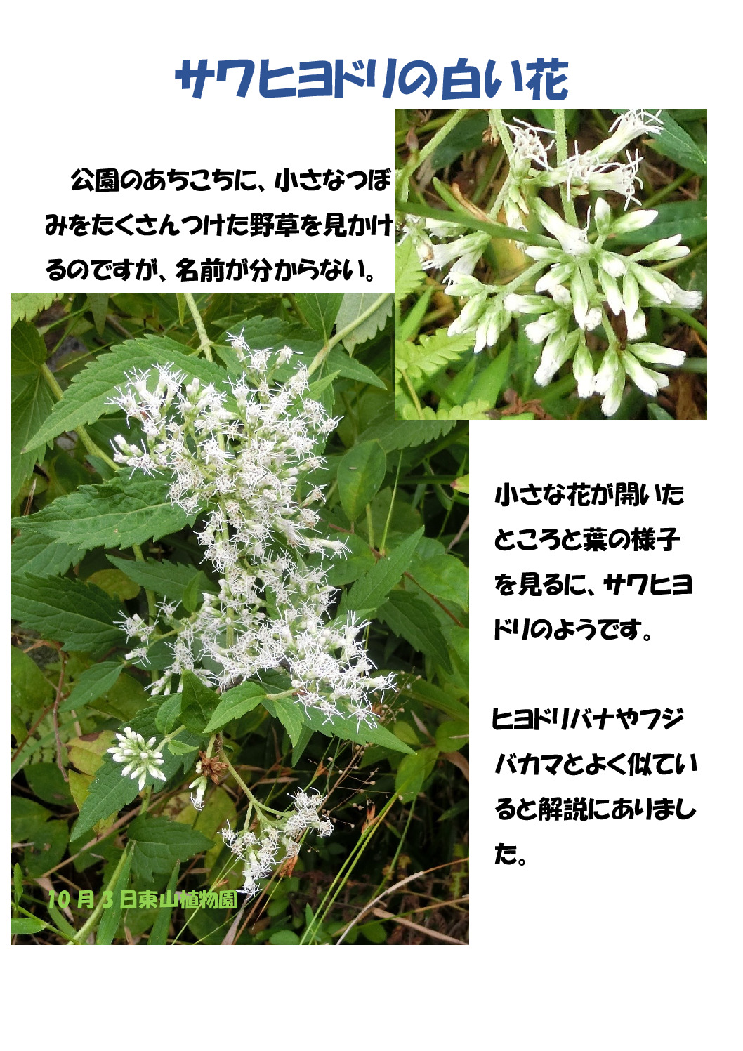 サワヒヨドリのサムネイル