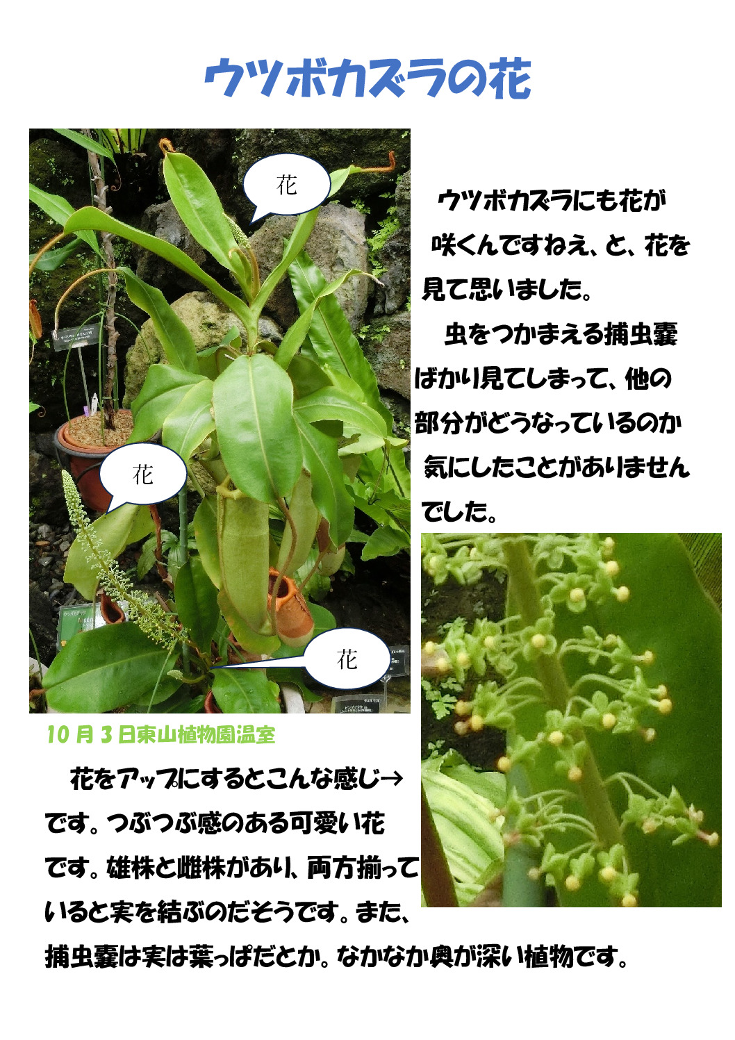 ウツボカズラの花のサムネイル