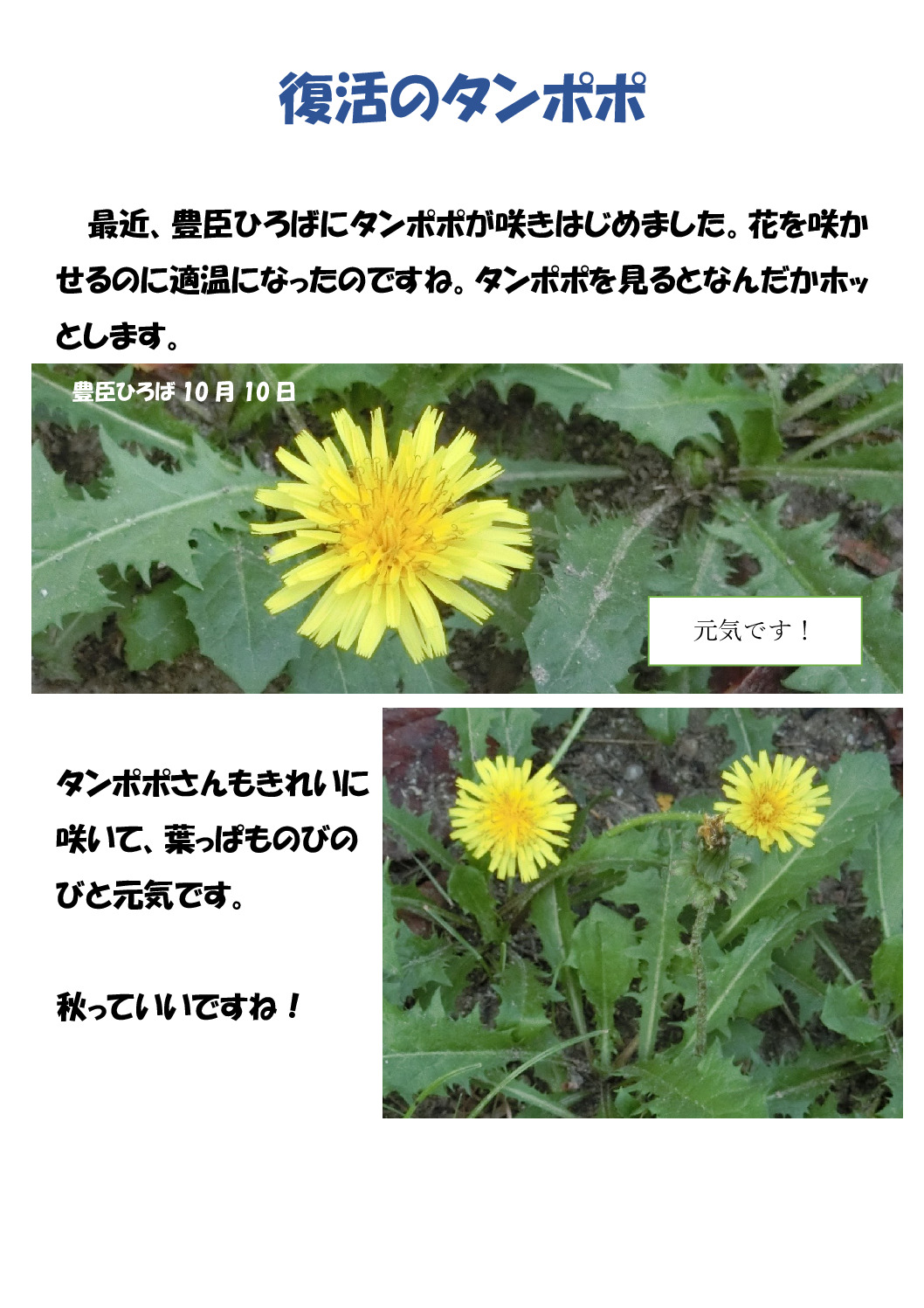 タンポポのサムネイル
