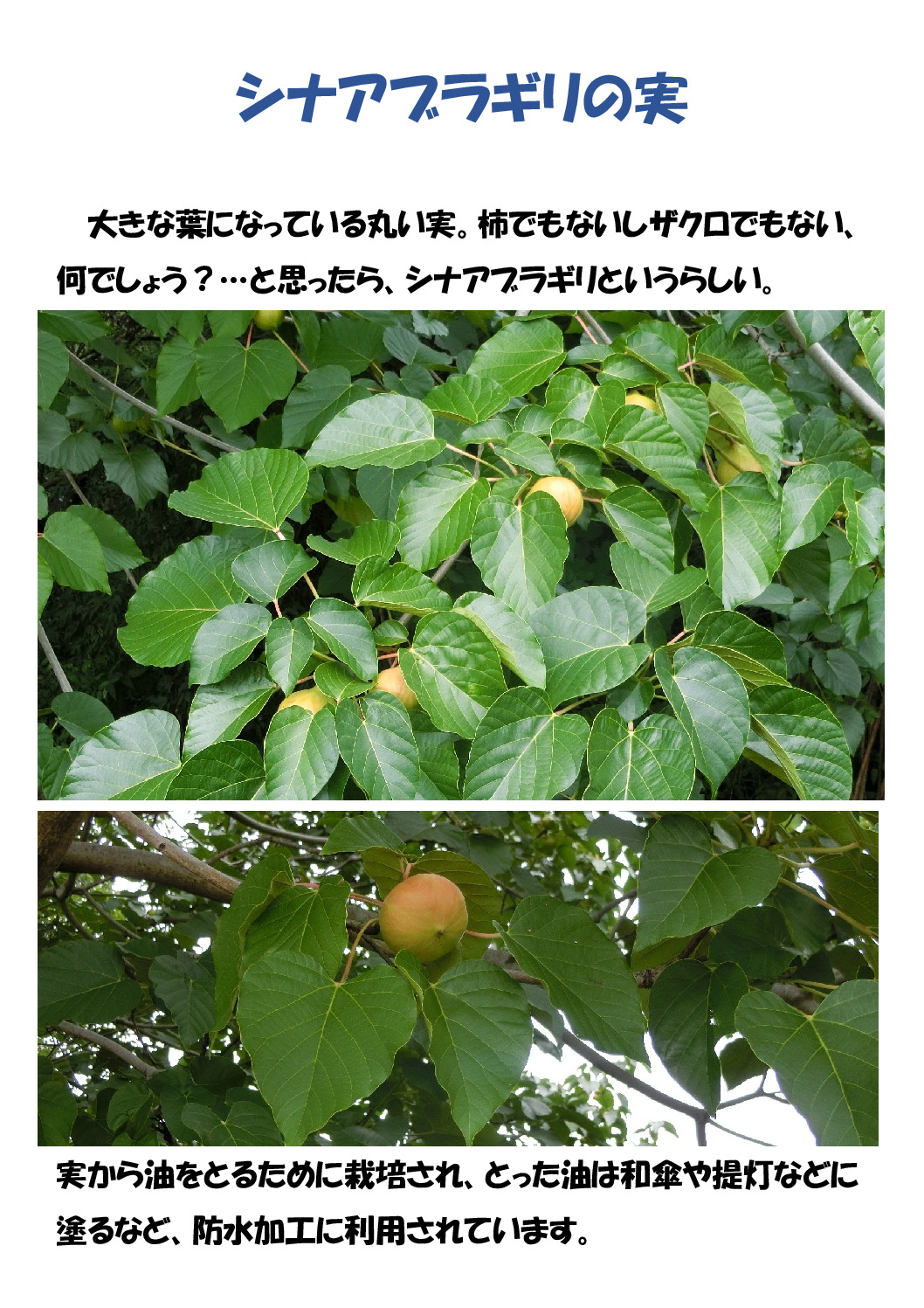 アブラギリのサムネイル