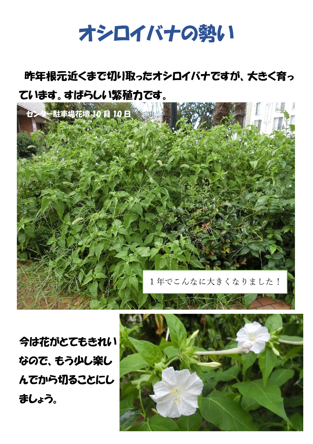 オシロイバナのサムネイル
