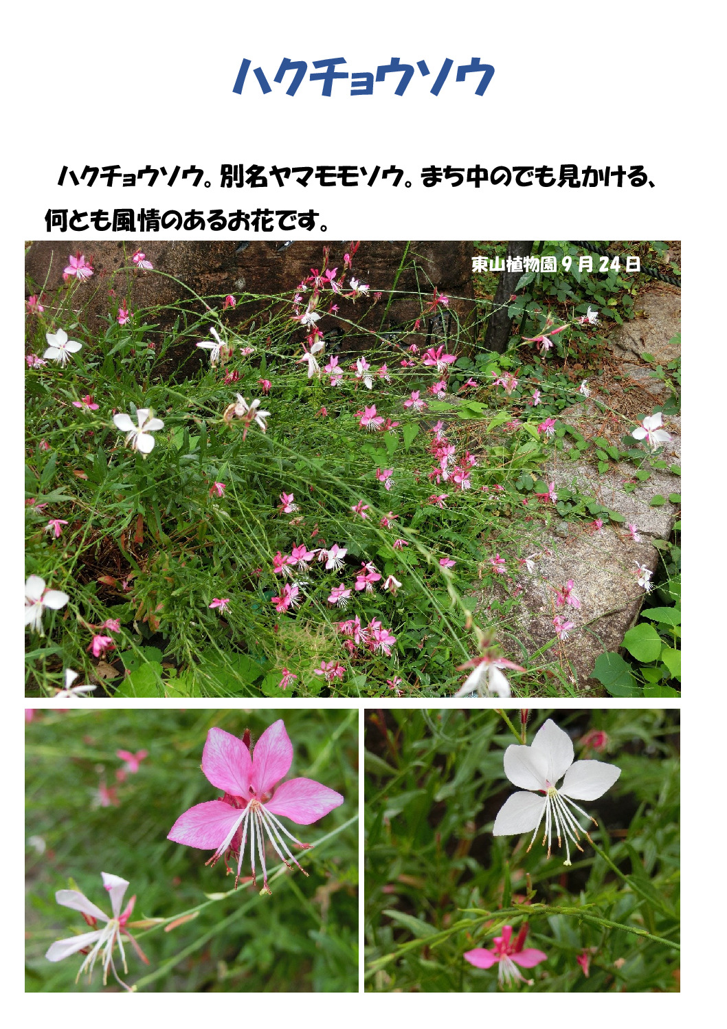 ヤマモモソウのサムネイル
