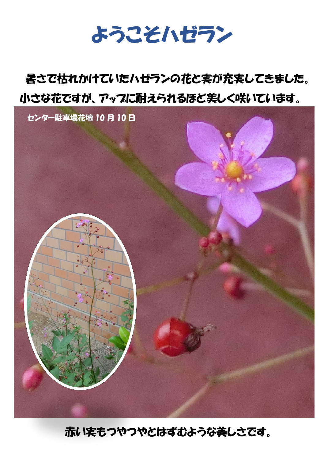 ハゼランのサムネイル