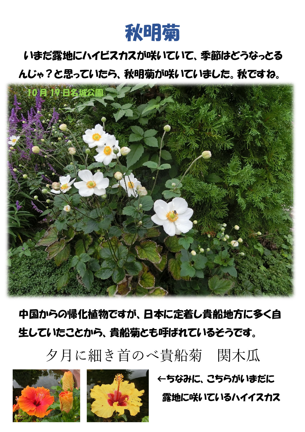 秋明菊のサムネイル