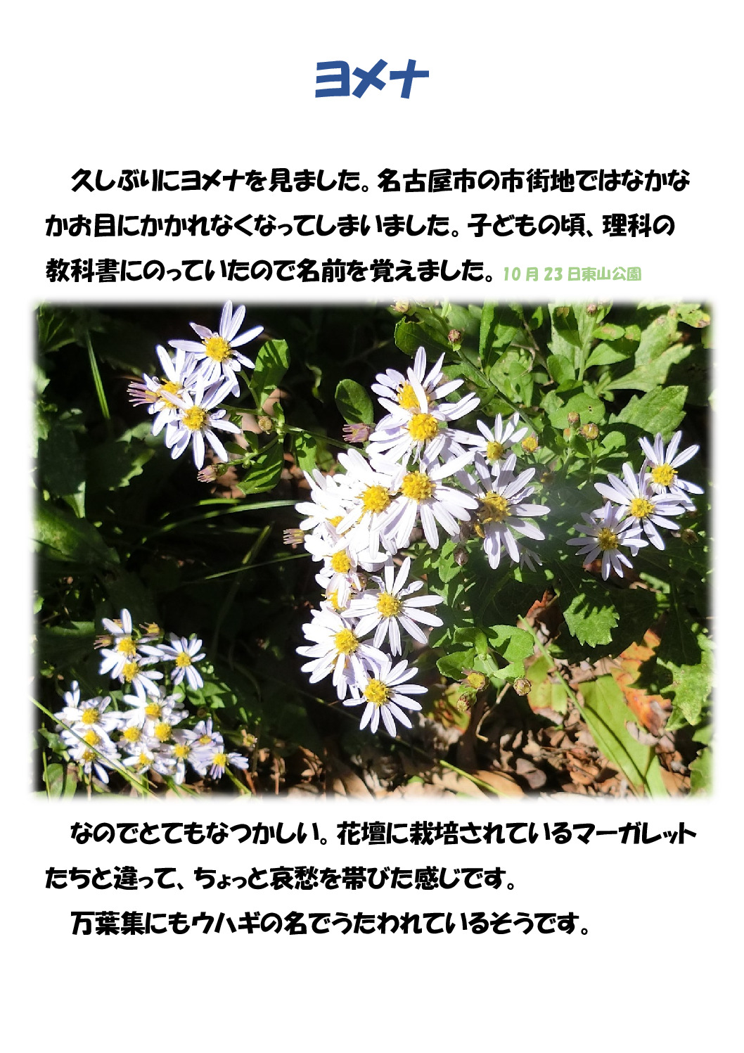 ヨメナのサムネイル
