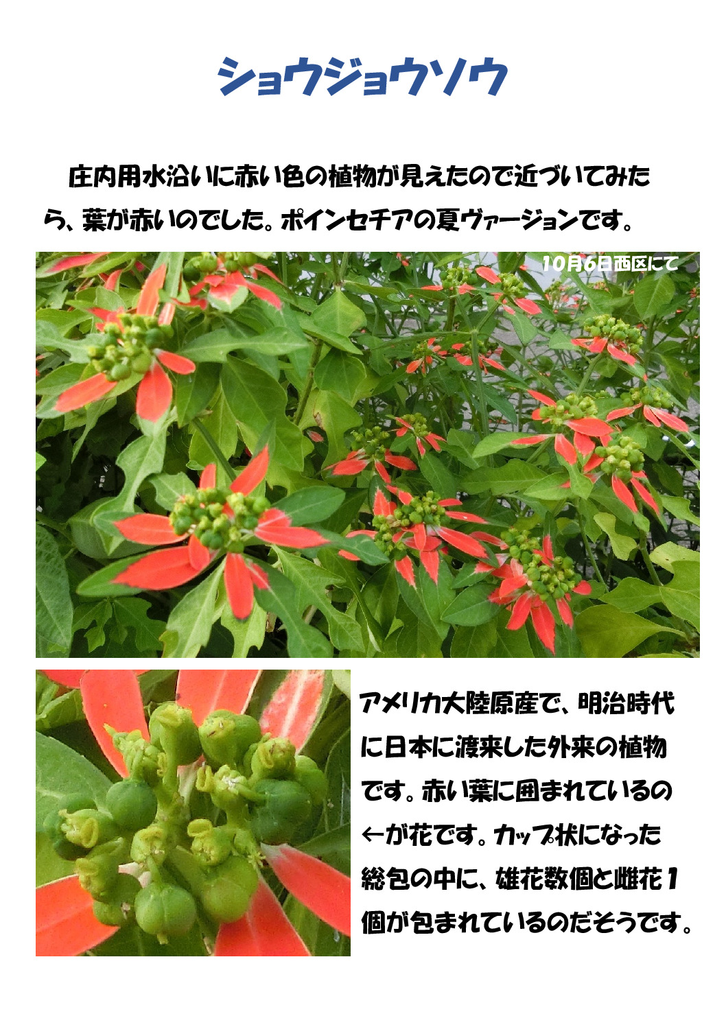 ショウジョウソウのサムネイル
