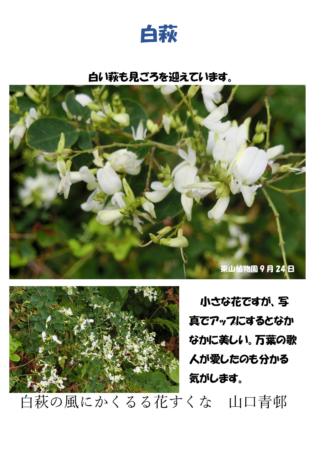 白萩のサムネイル