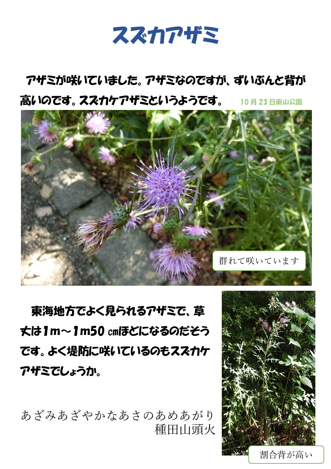 アザミのサムネイル