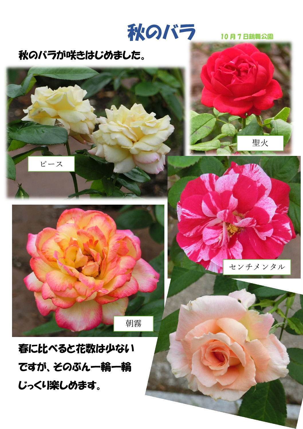 秋のバラのサムネイル