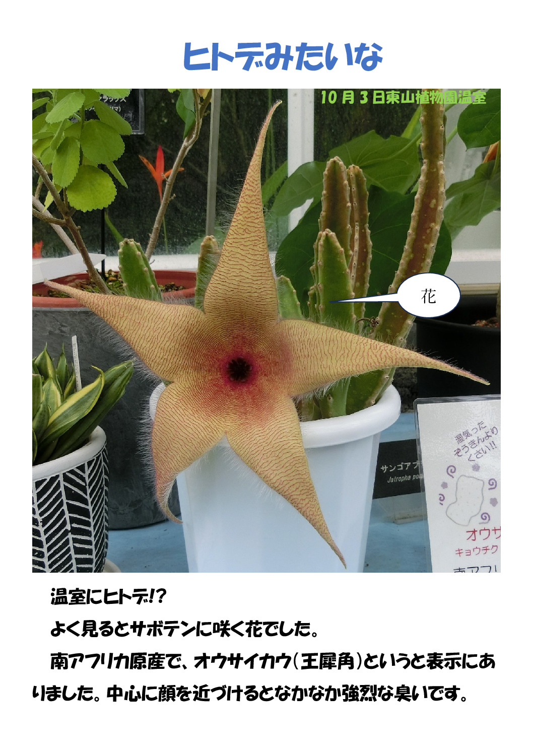 ヒトデみたいなのサムネイル