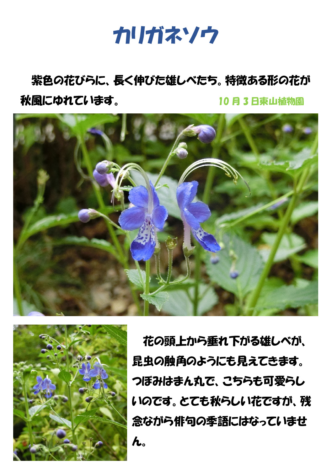 カリガネソウのサムネイル