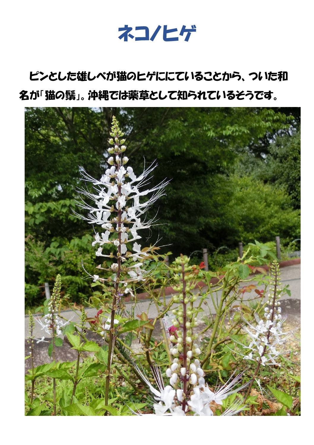 猫の鬚のサムネイル