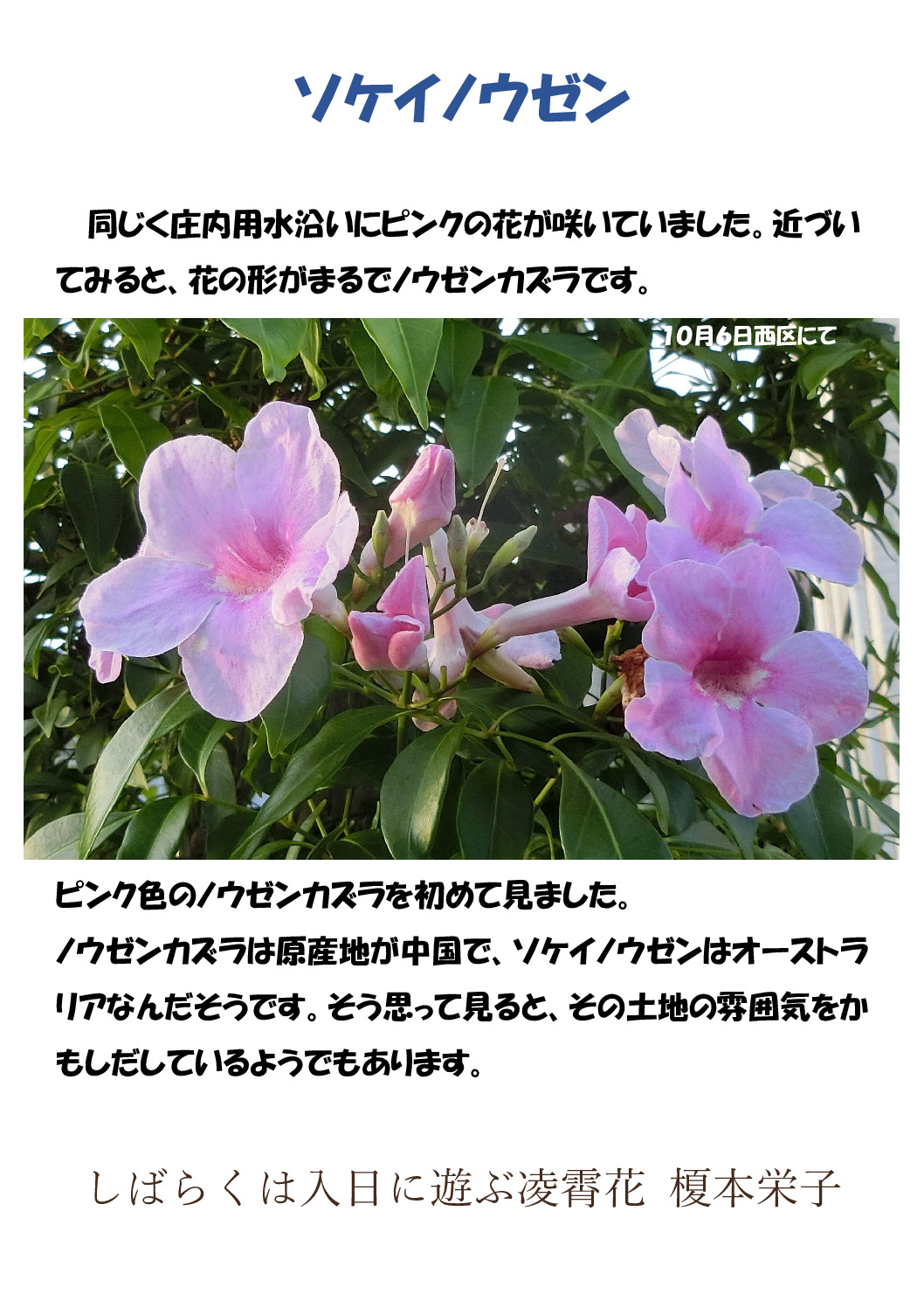 ソケイノウゼンのサムネイル