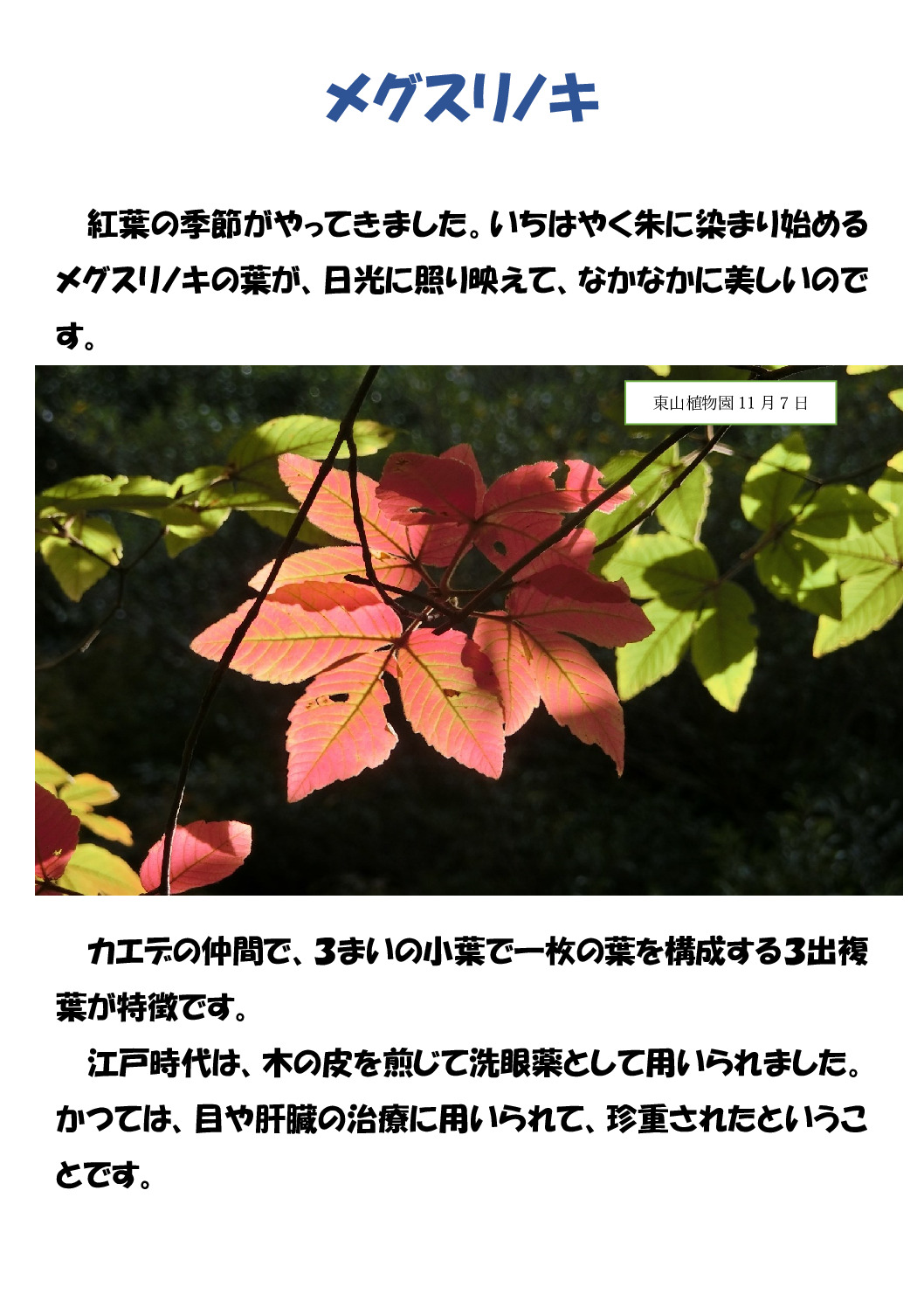 メグスリノキのサムネイル