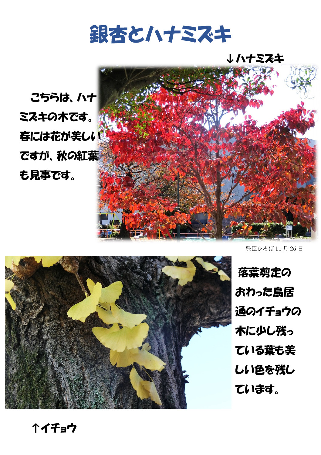 銀杏とハナミズキのサムネイル