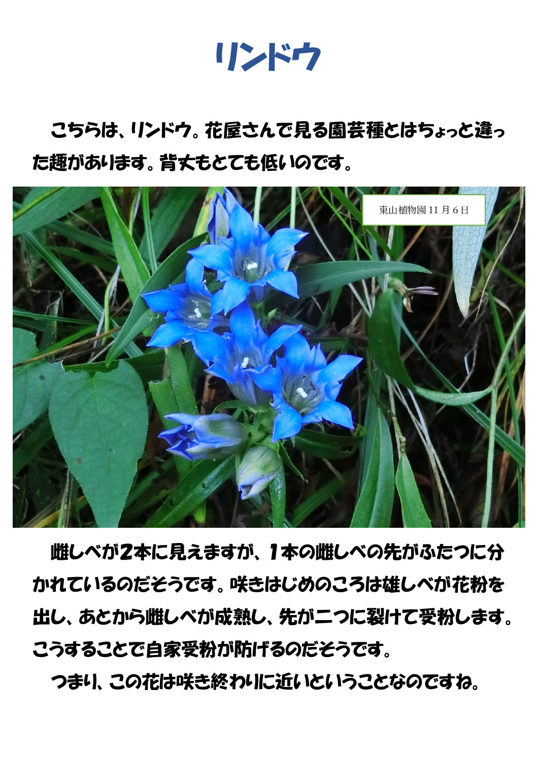 リンドウのサムネイル