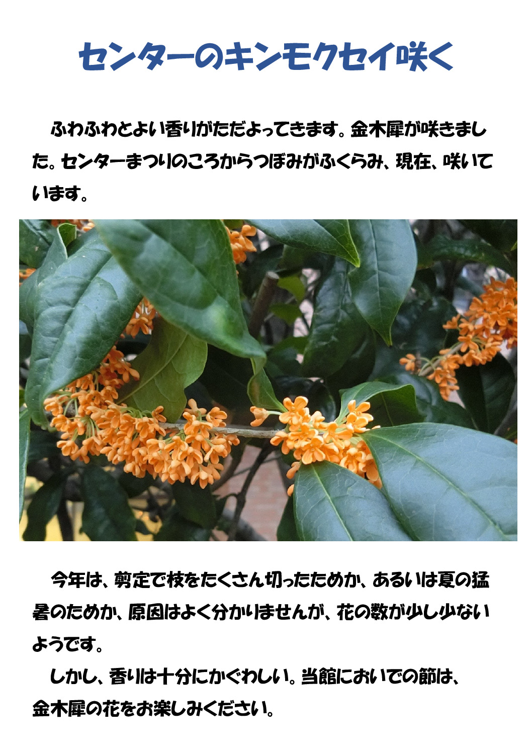 金木犀咲くのサムネイル