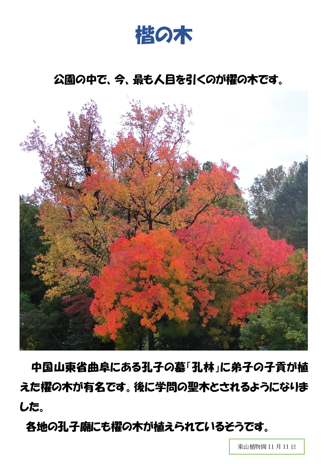 櫂の木のサムネイル