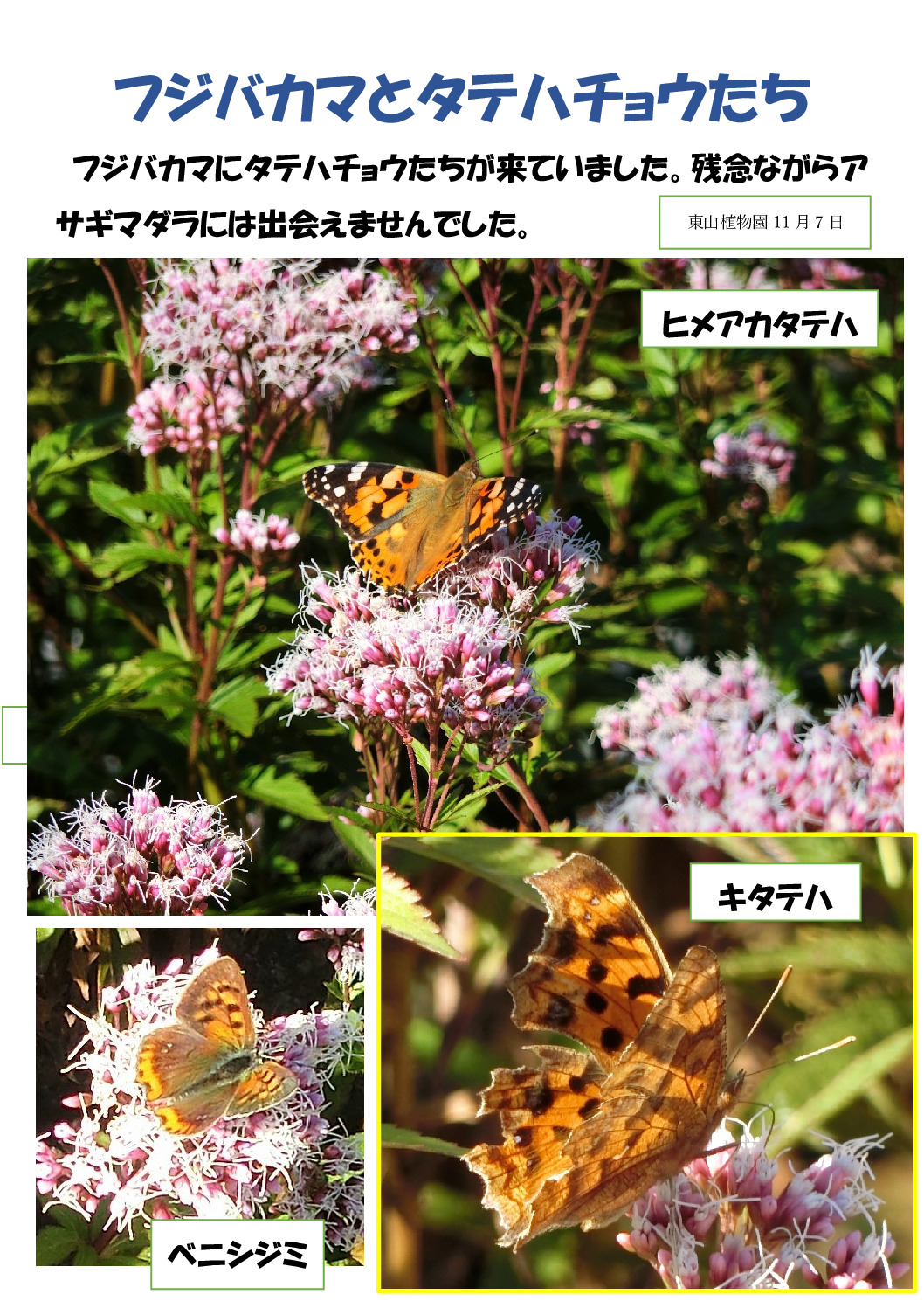 フジバカマと蝶のサムネイル