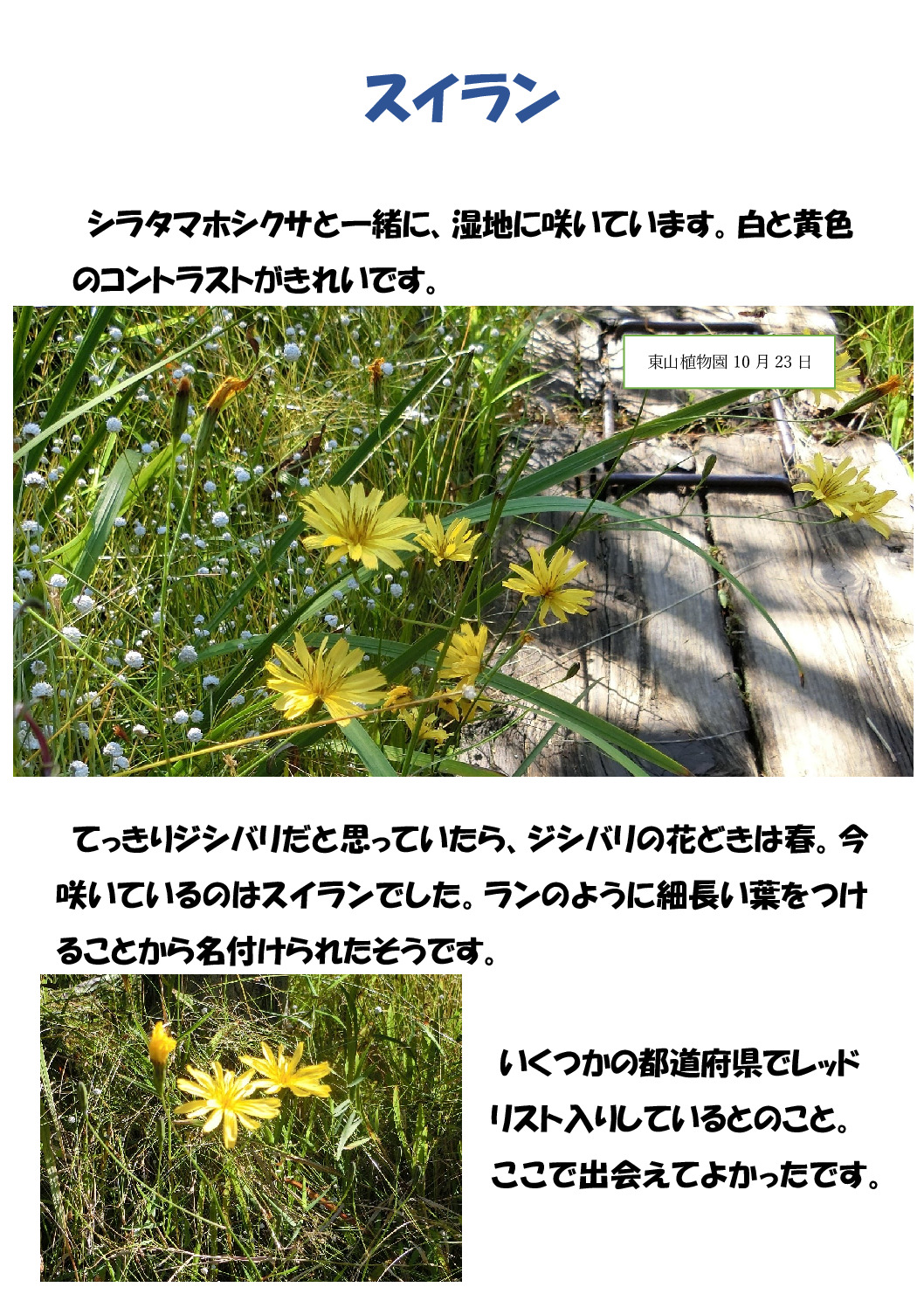 スイランのサムネイル