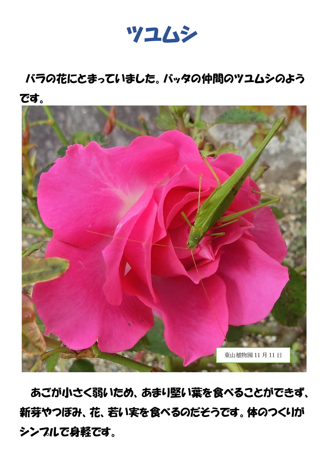 ツユムシのサムネイル