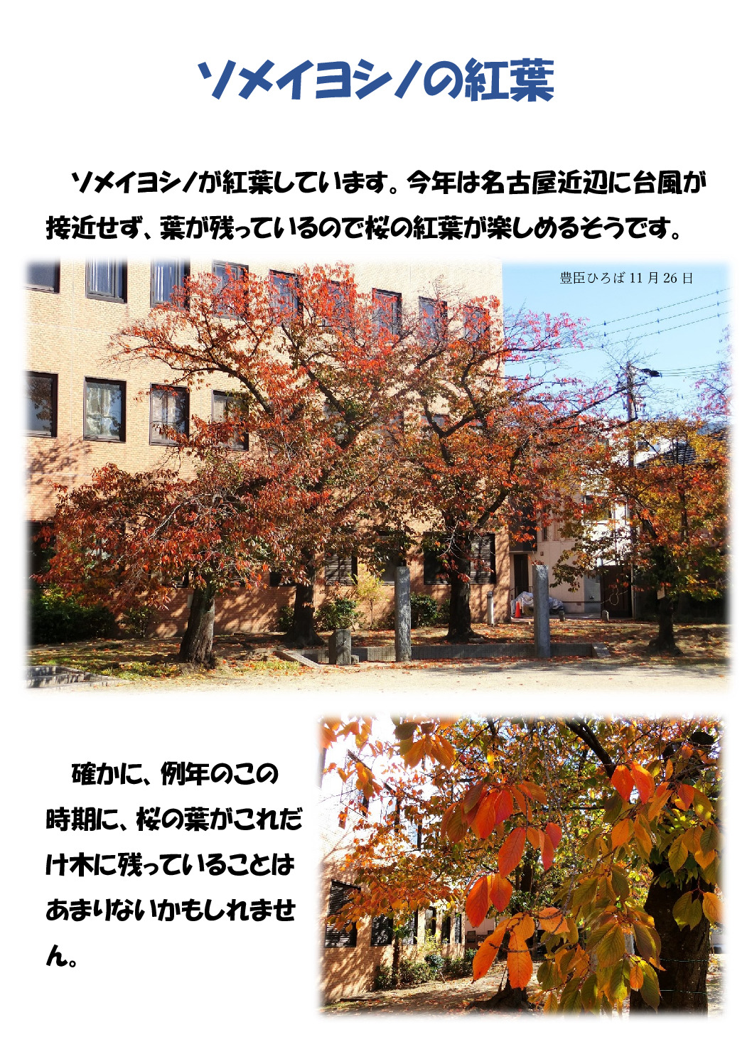 ソメイヨシノの紅葉のサムネイル