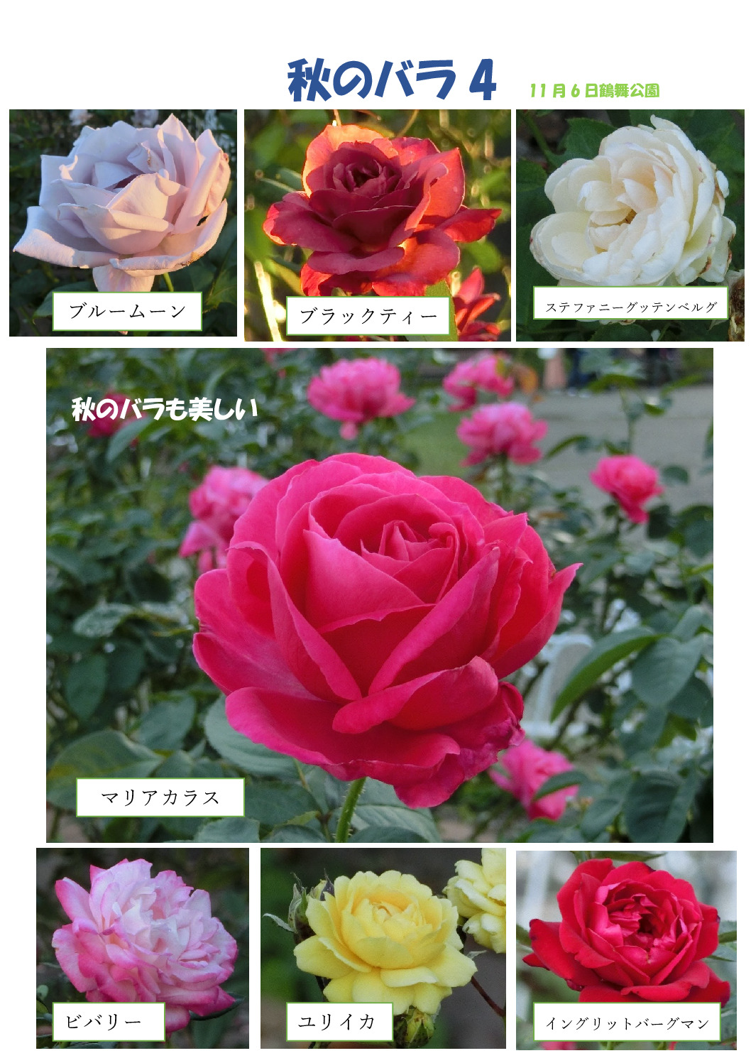 秋のバラ４のサムネイル