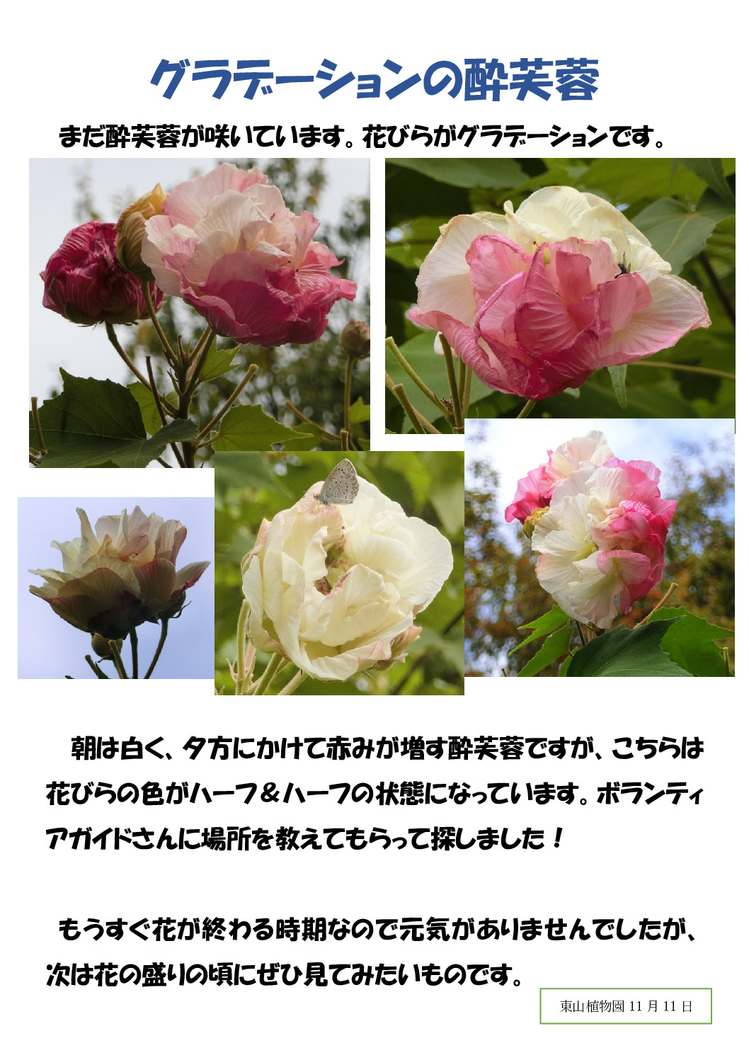 ハーフの酔芙蓉のサムネイル