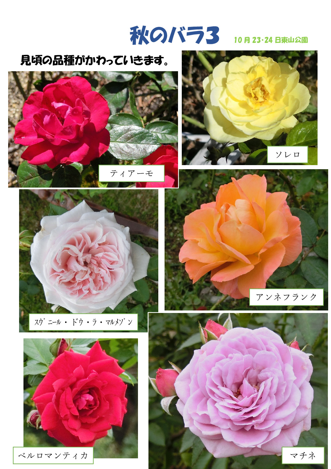 秋のバラ3のサムネイル