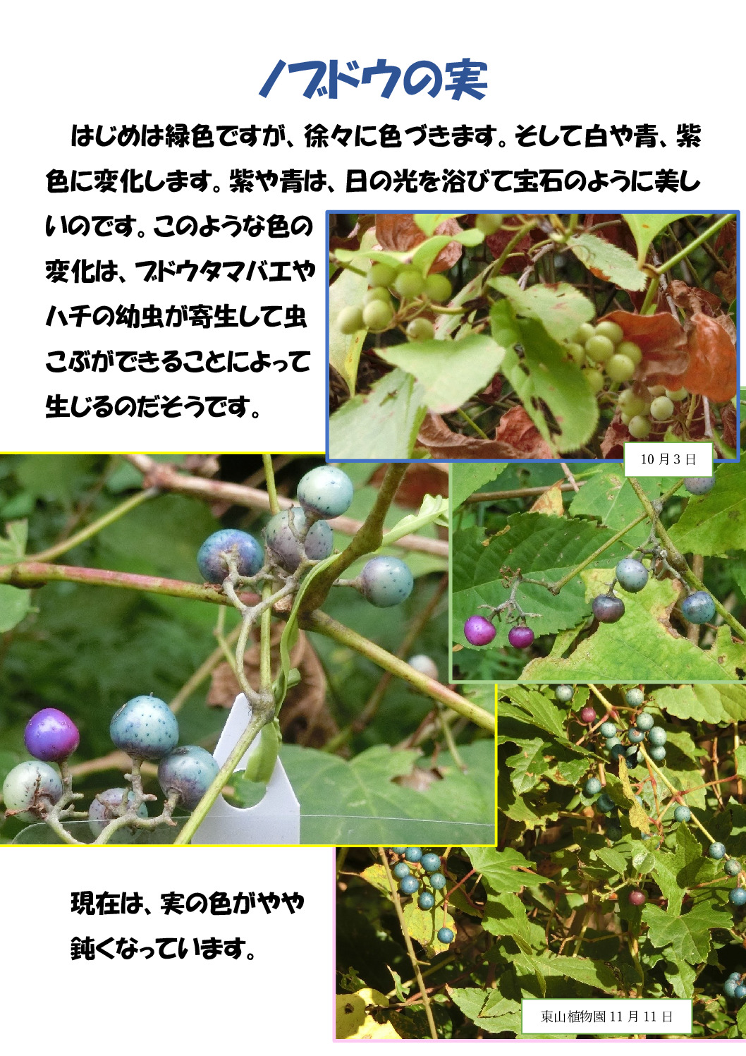 ノブドウの実のサムネイル