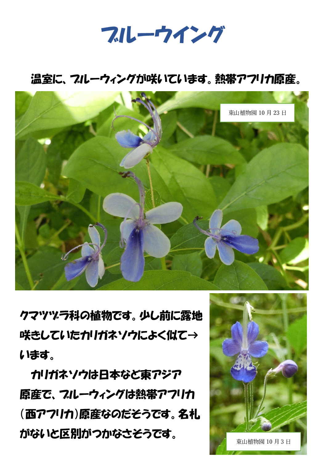 ブルーウィングのサムネイル