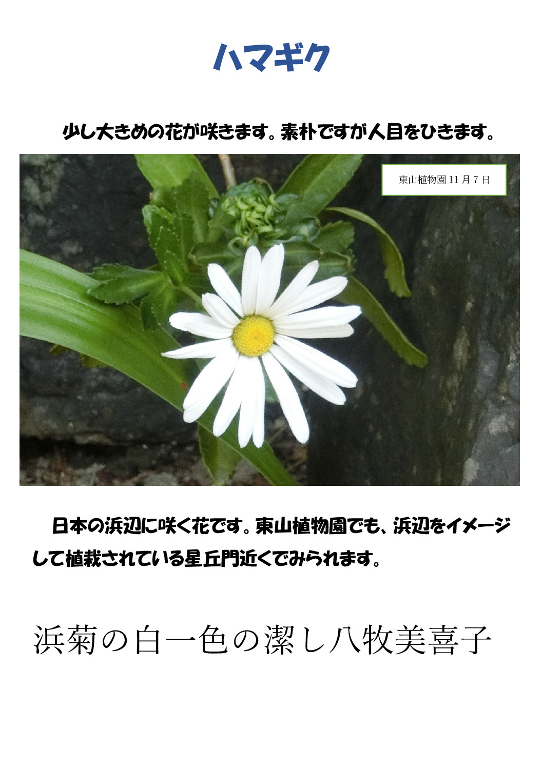 ハマギクのサムネイル