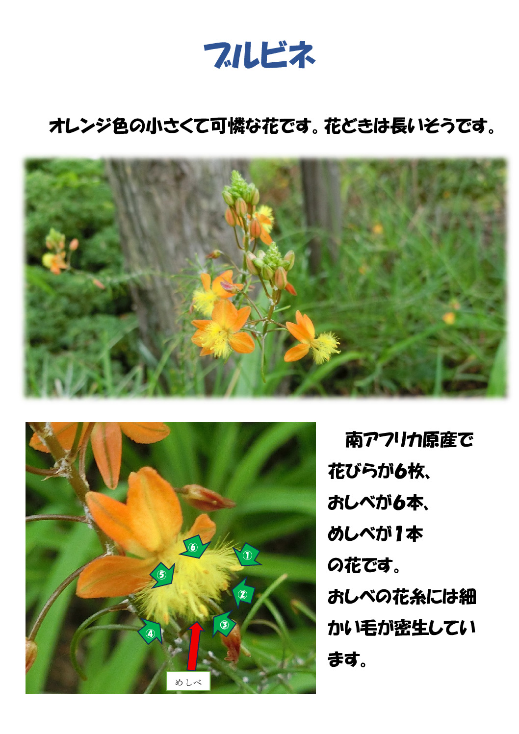 ブルビネのサムネイル