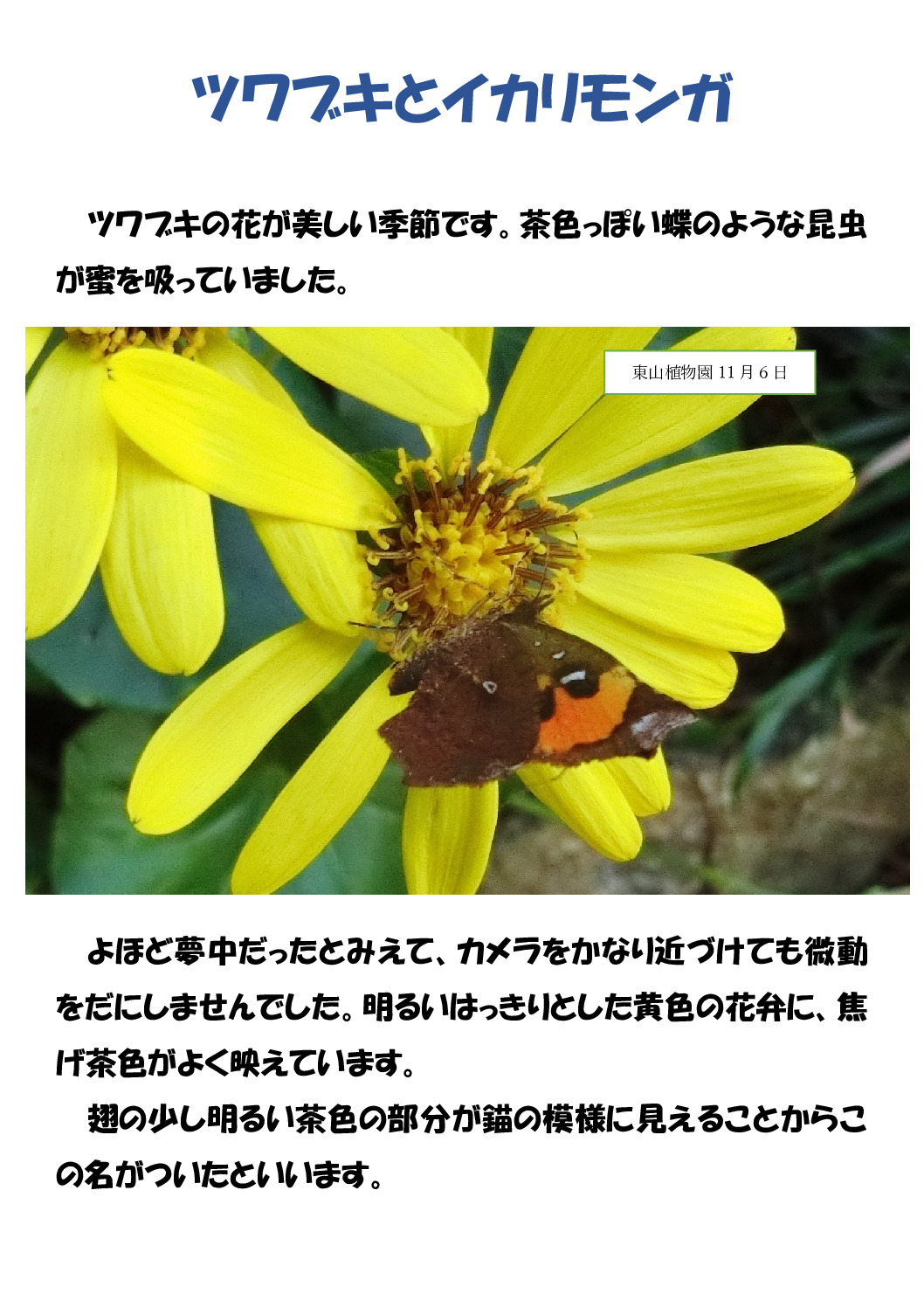 イカリのサムネイル