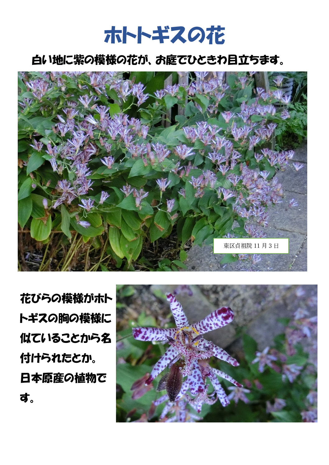 ホトトギスのサムネイル