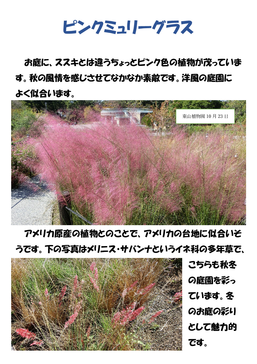 ピンクミュリーグラスのサムネイル