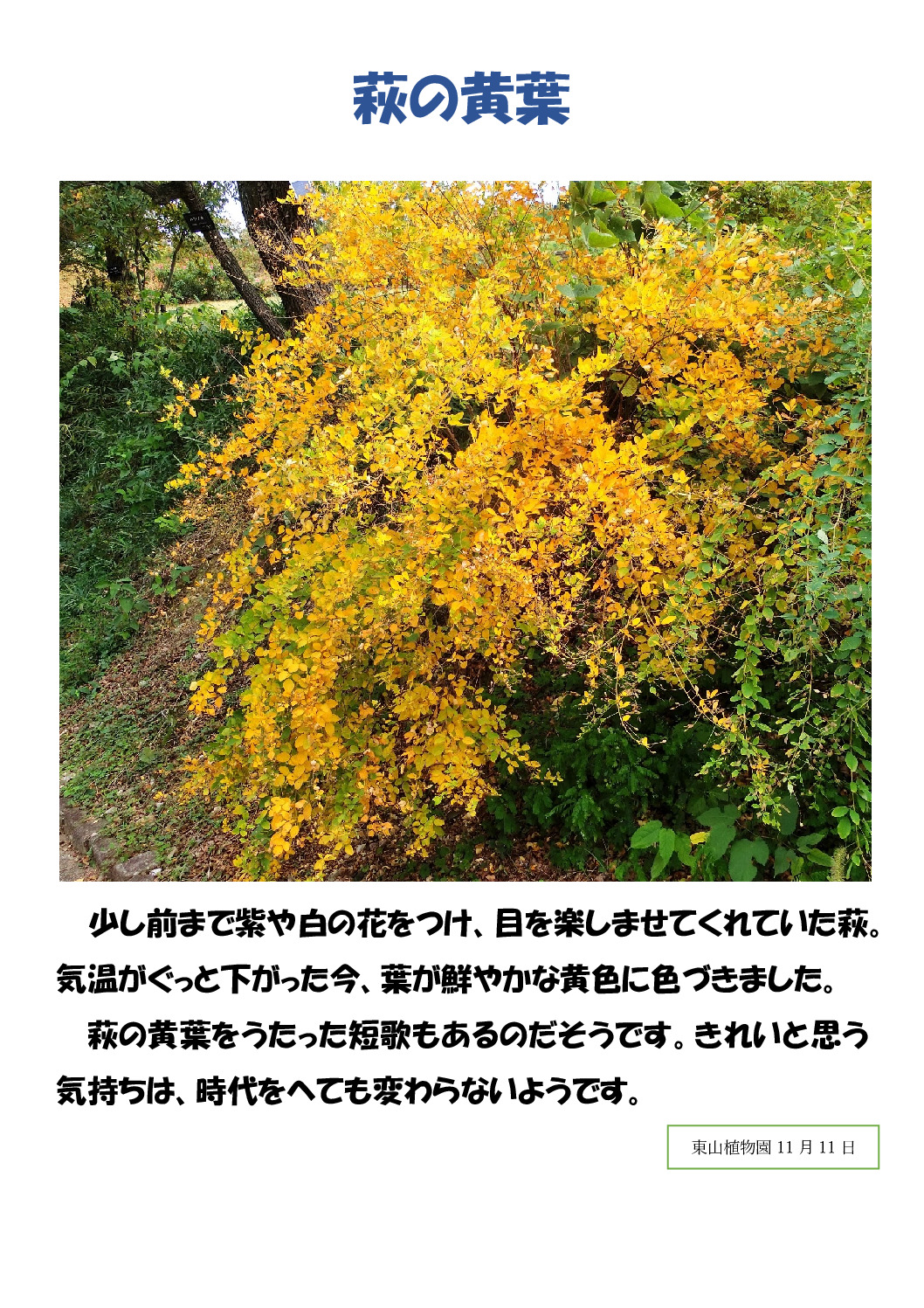 萩 紅葉のサムネイル
