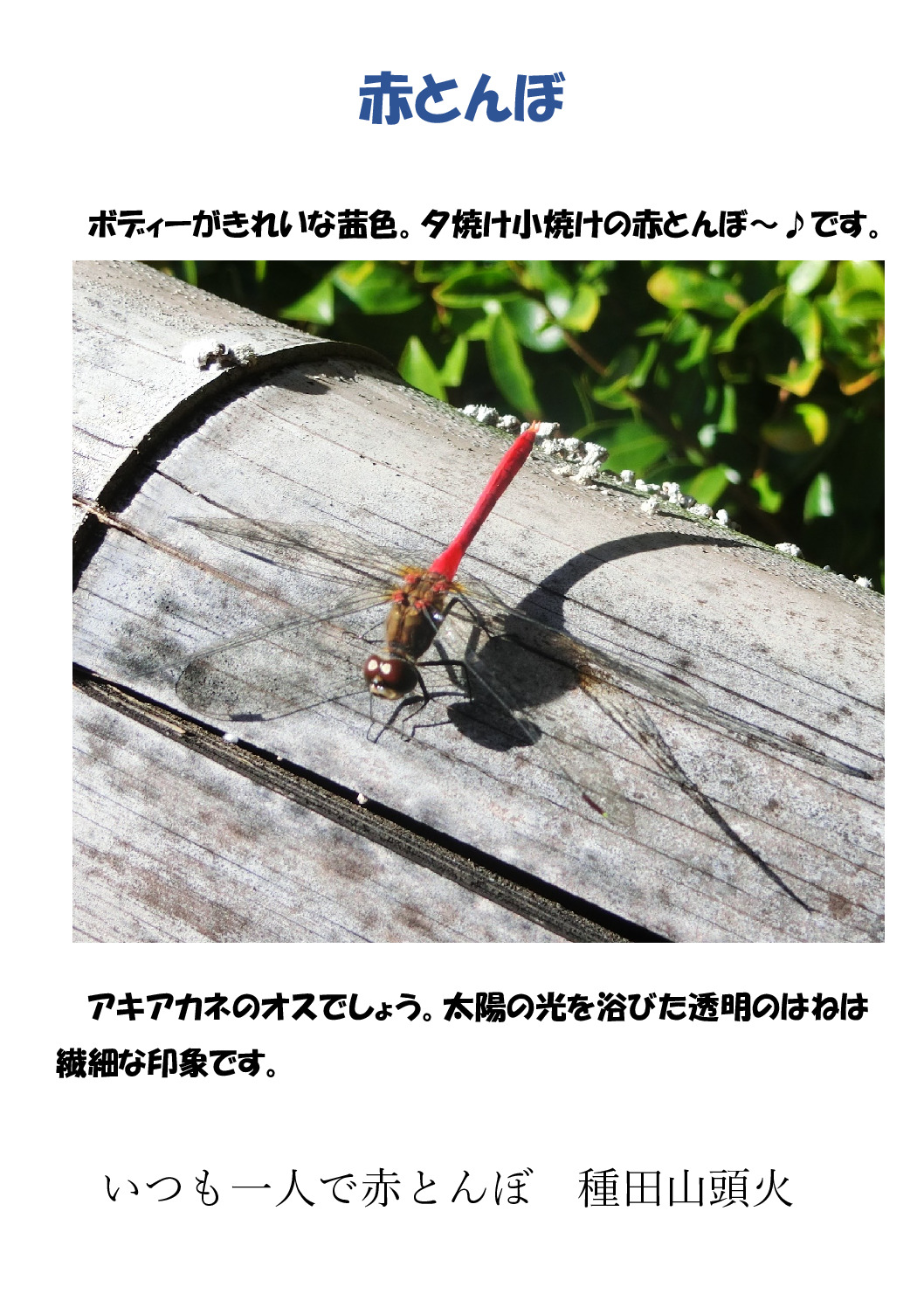 赤とんぼのサムネイル