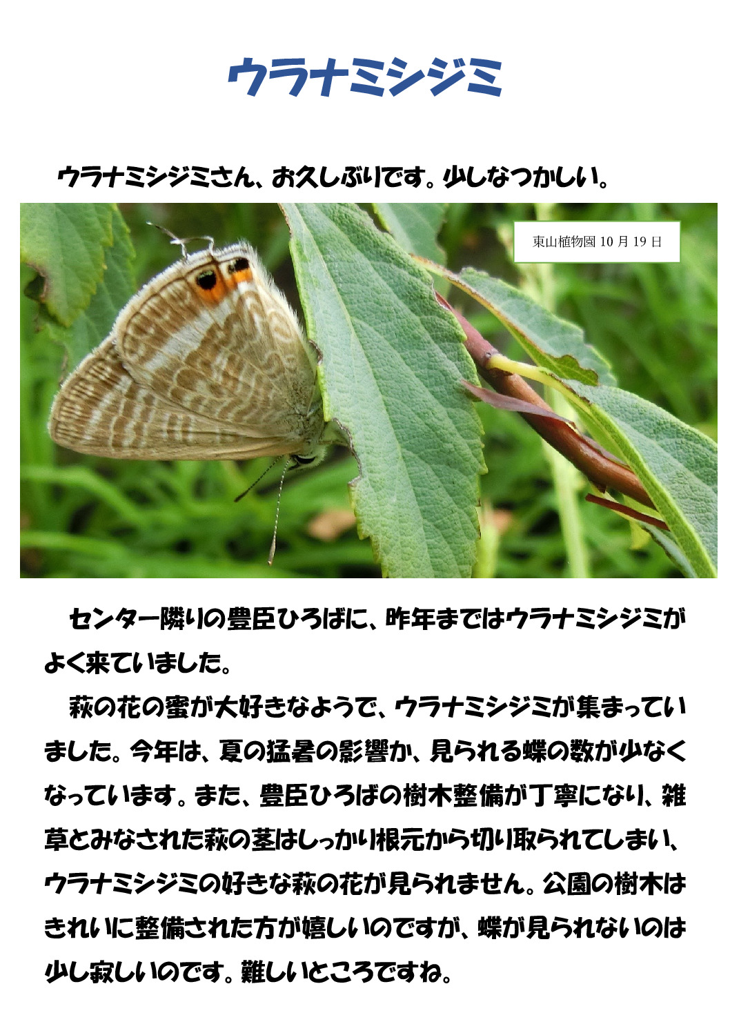 ウラナミシジミのサムネイル