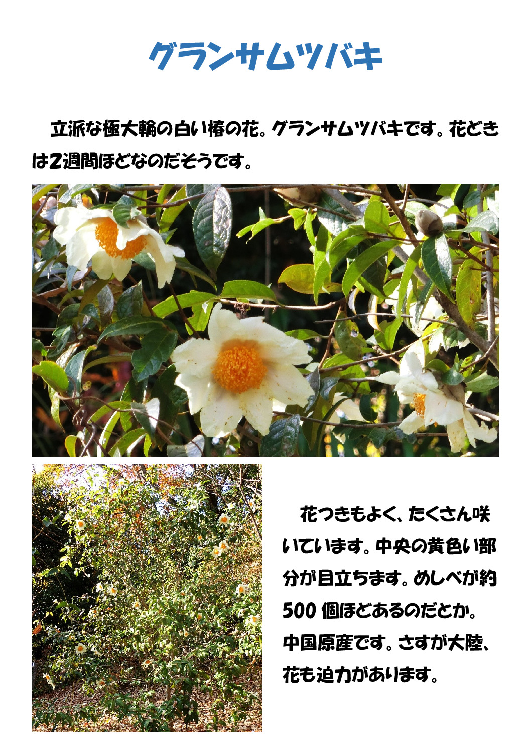 グランサムツバキのサムネイル