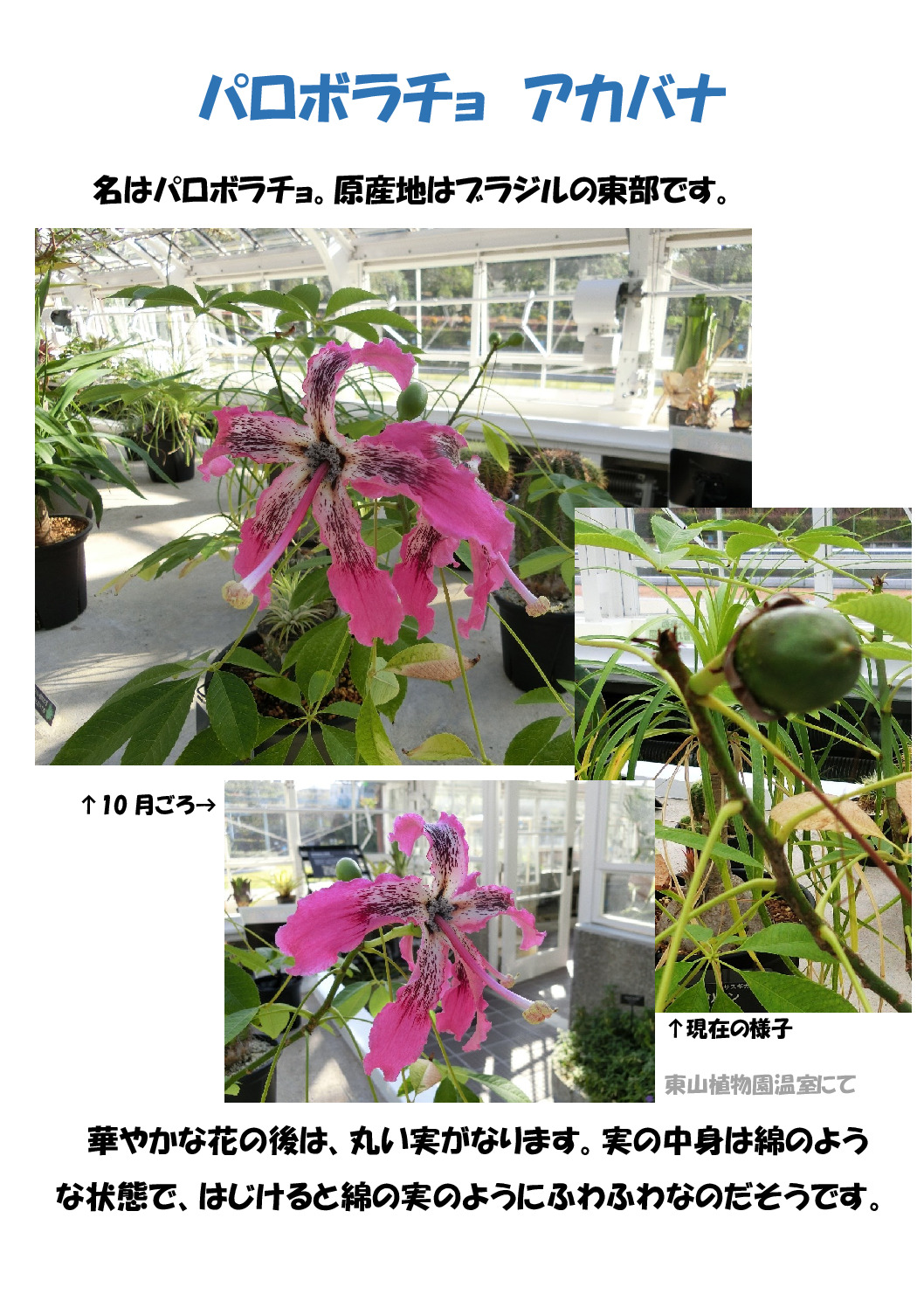 パロボラチョのサムネイル