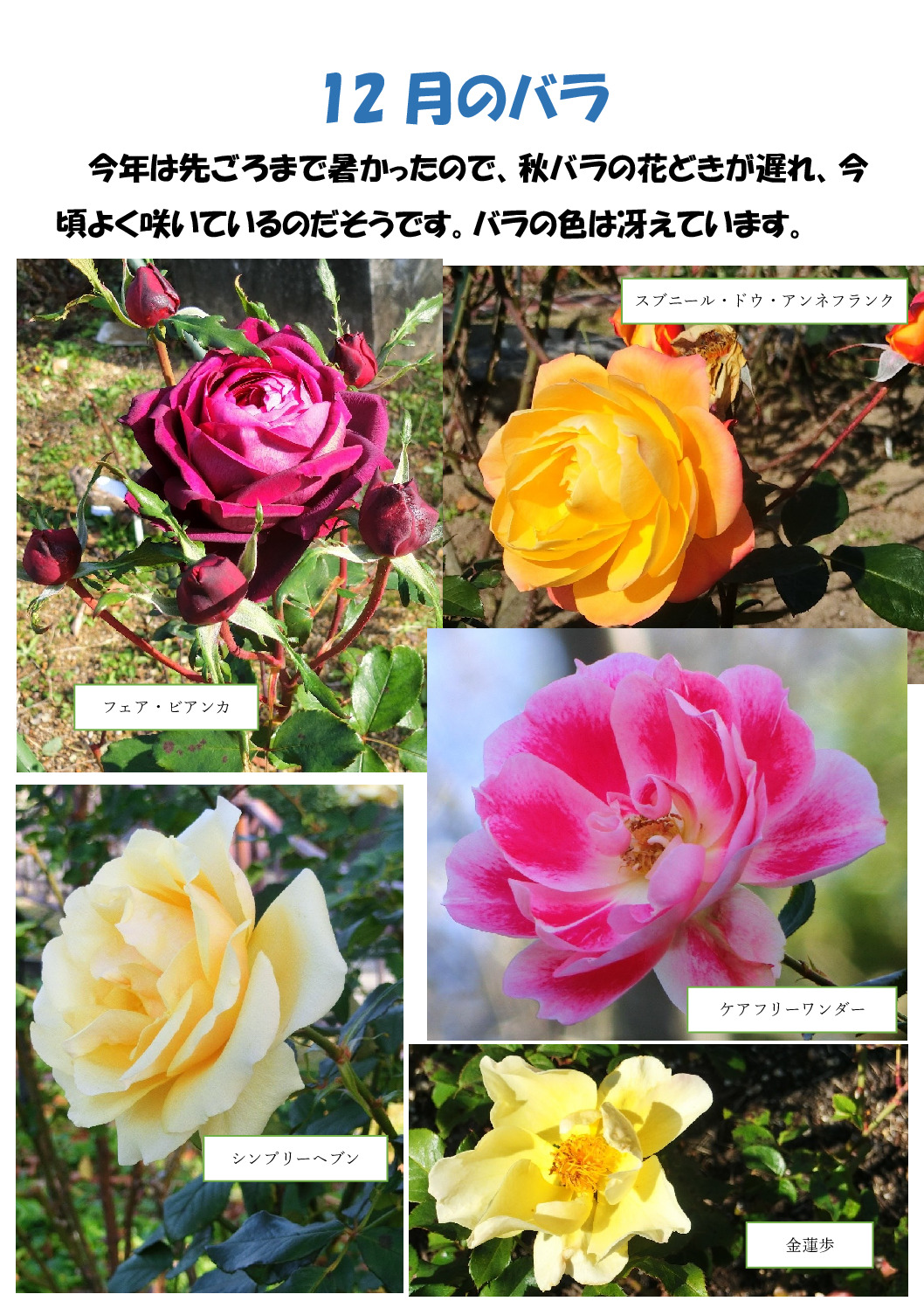 バラのサムネイル