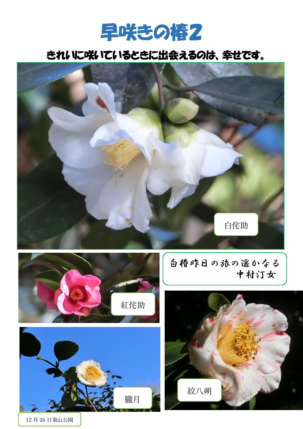 早咲きの椿2のサムネイル